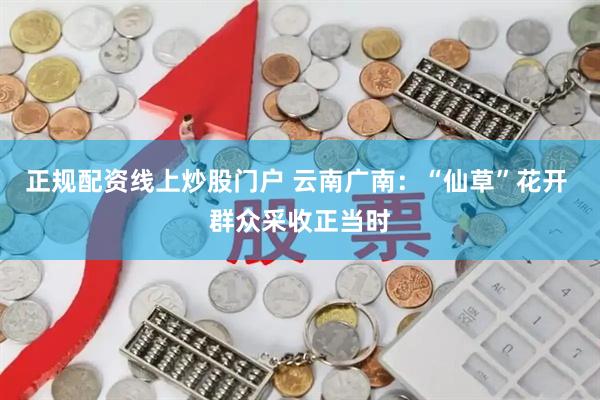 正规配资线上炒股门户 云南广南:“仙草”花开 群众采收正当时